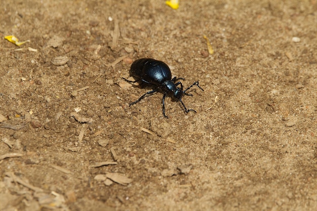 Photo high angle view of insect on land