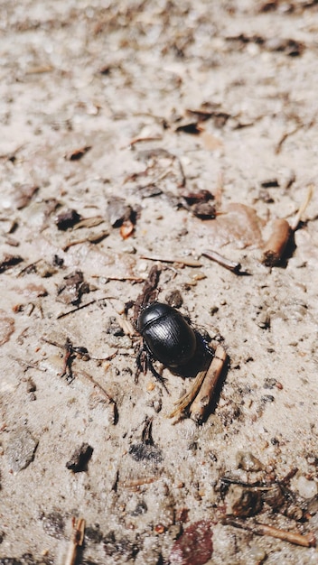 Photo high angle view of insect on land