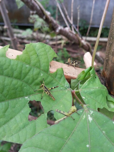 High angle view of insect on leaf