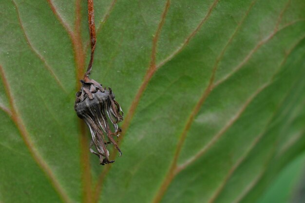 High angle view of insect on leaf