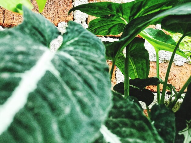 High angle view of insect on leaves