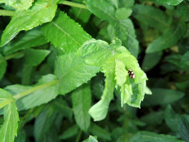 High angle view of insect on leaves