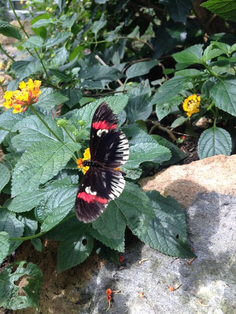 High angle view of insect on plant