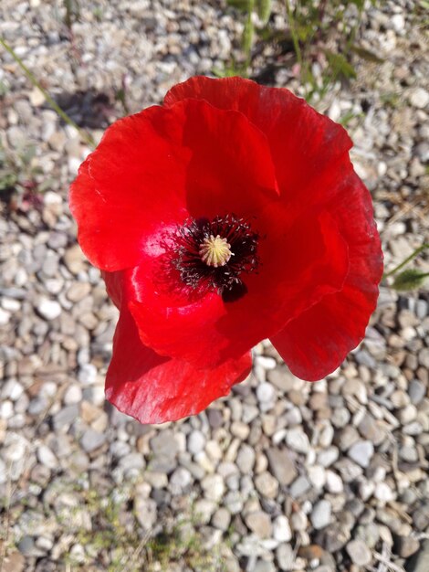 High angle view of insect on red poppy