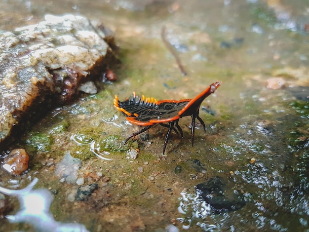 Photo high angle view of insect on rock