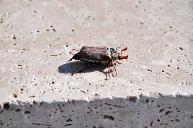 High angle view of insect on sand