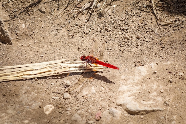 Photo high angle view of insect on sand