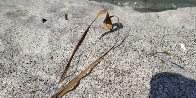 砂上の昆虫の高角度の視点