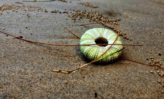 Photo high angle view of insect on sand