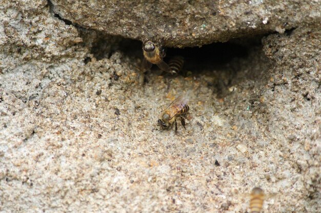 High angle view of insect on sea