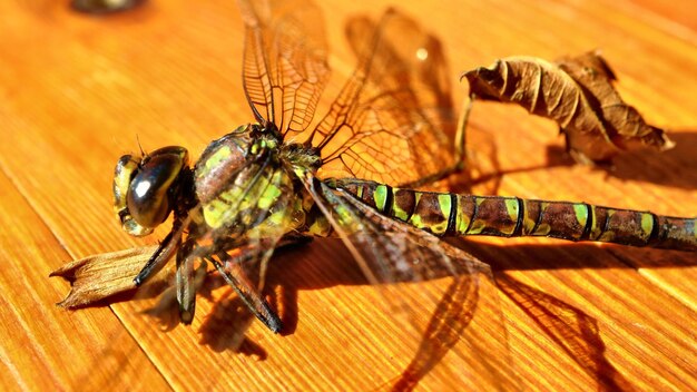 High angle view of insect on table