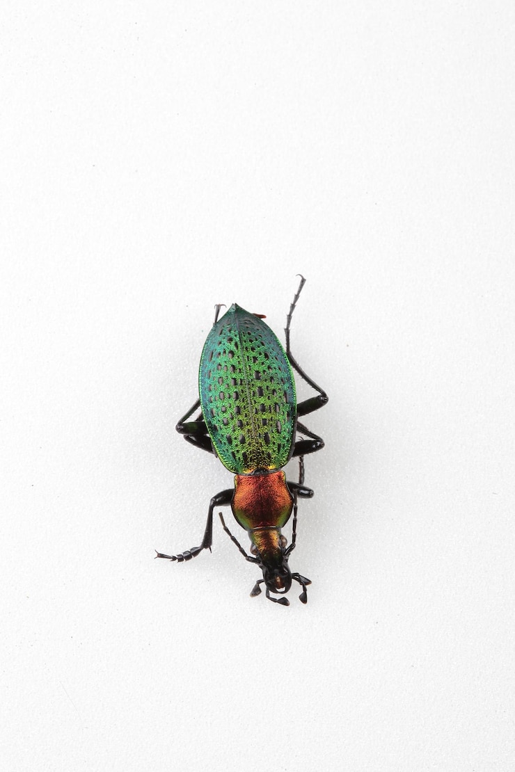 Photo 壁の昆虫の高角度のビュー