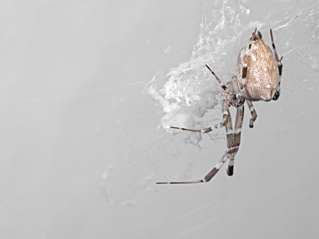 Photo high angle view of insect over white background