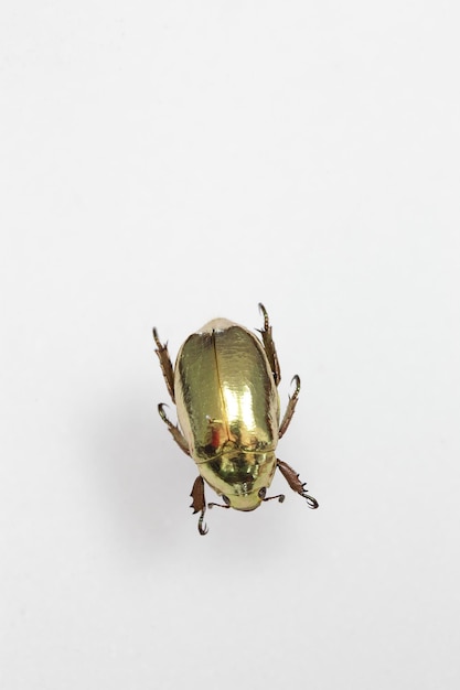 High angle view of insect on white background