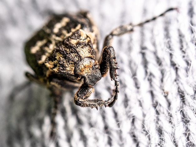 Photo high angle view of insect on wood