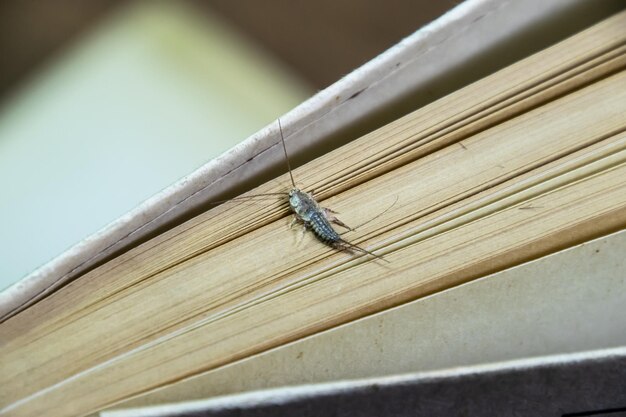 High angle view of insect on wood