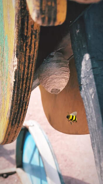 Photo high angle view of insect on wood