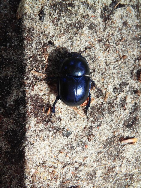 High angle view of insect