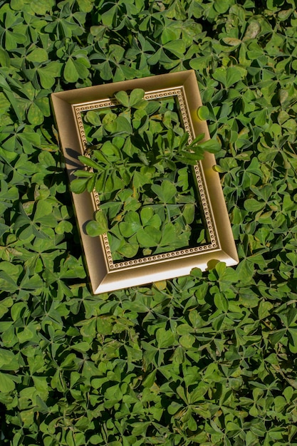 Foto vista ad alto angolo dell'edera sulle foglie verdi