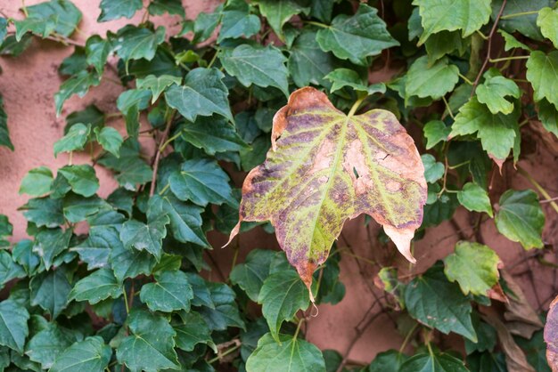 High angle view of ivy growing on plant