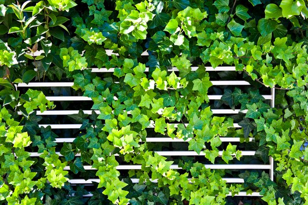 High angle view of ivy growing on plants