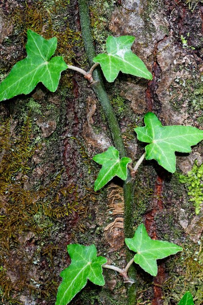 Foto vista ad alta angolazione dell'edera che cresce sul tronco dell'albero