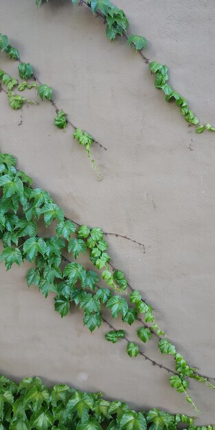 High angle view of ivy growing on wall