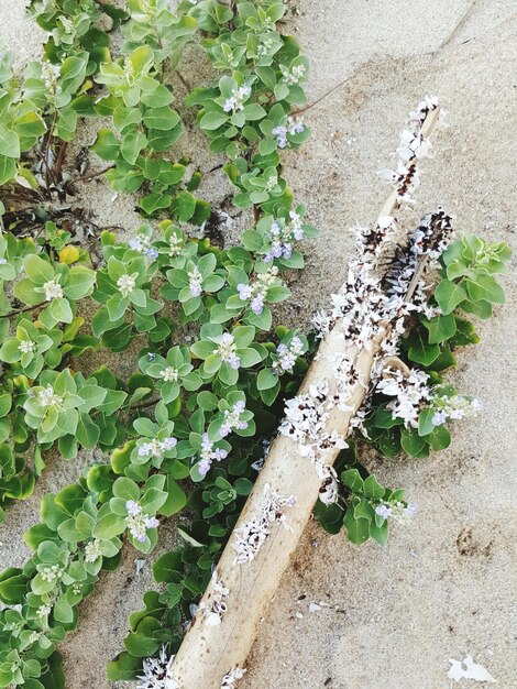 High angle view of ivy growing on wall