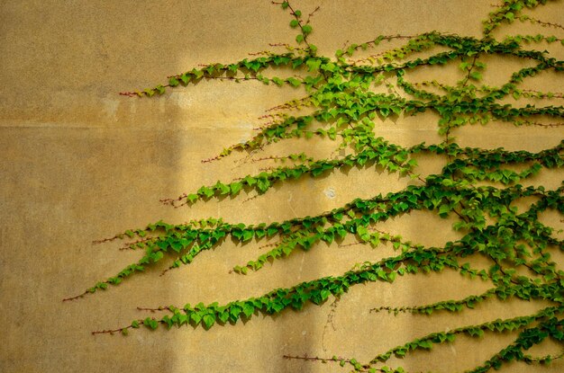 Photo high angle view of ivy on tree