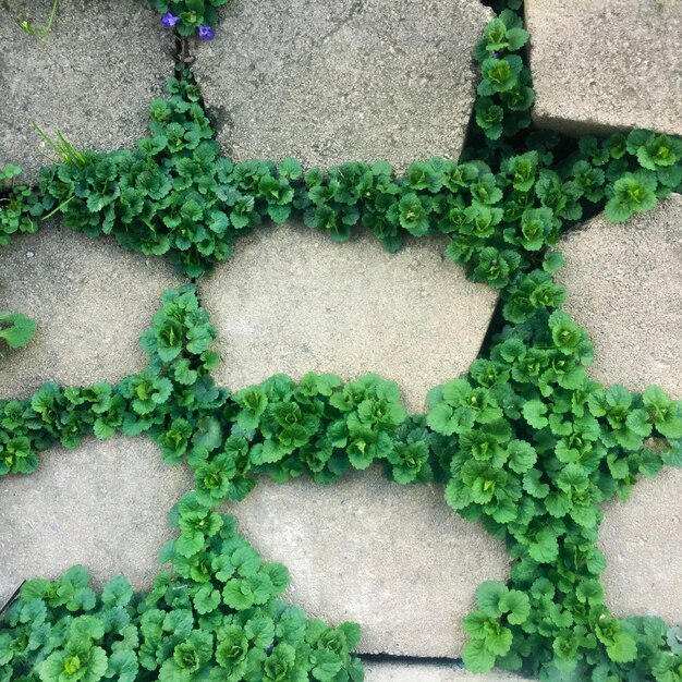 High angle view of ivy