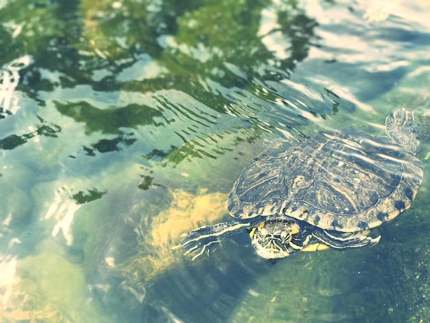 Foto vista ad alta angolazione delle meduse che nuotano nel lago