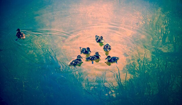 Photo high angle view of jellyfish swimming in lake