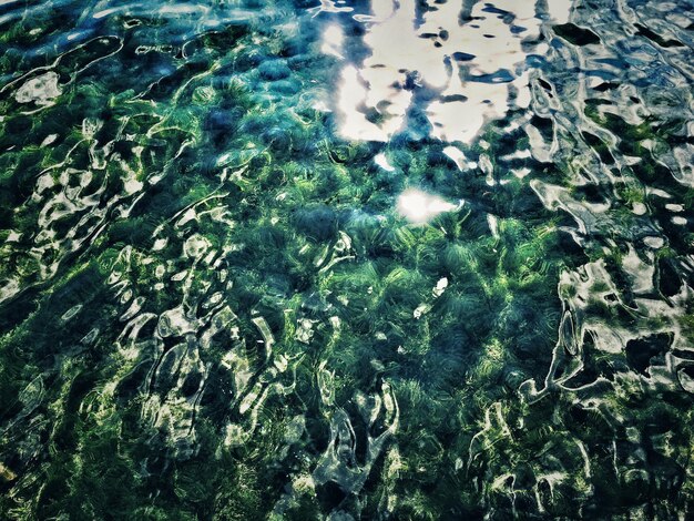 Photo high angle view of jellyfish swimming in pool