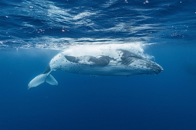 海で泳ぐ水母の高角度の写真