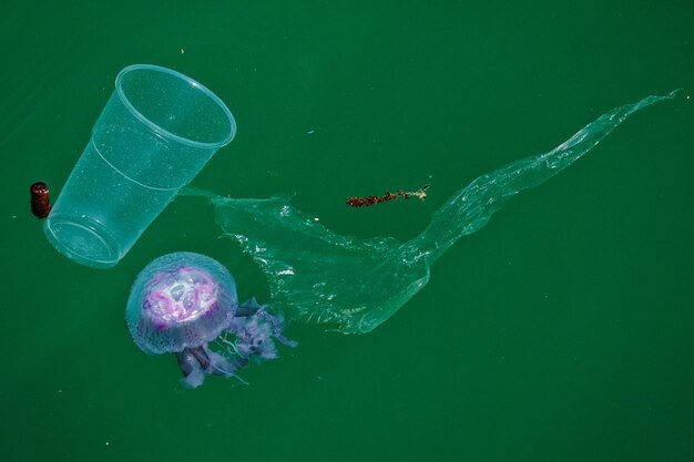 High angle view of jellyfish swimming in sea