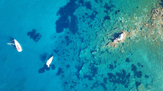 High angle view of jellyfish swimming in sea