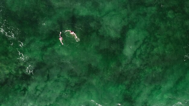 High angle view of jellyfish swimming in sea