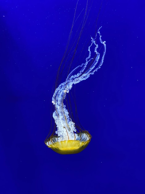 Foto vista ad alto angolo delle meduse in acqua