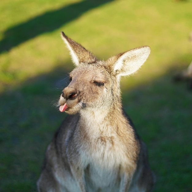 舌を突き出しているカンガルーの高角度の写真
