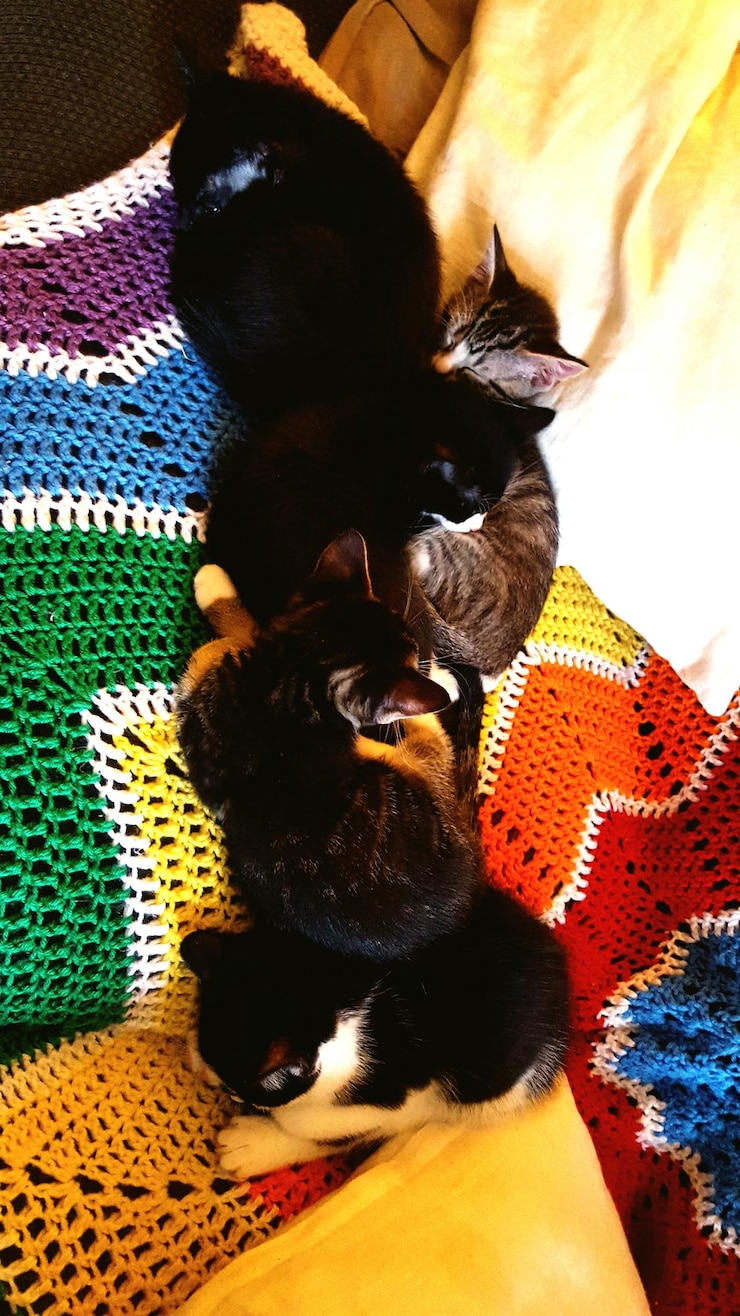 Photo ベッドで寝ている子猫の高角度の写真