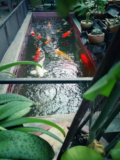 High angle view of koi carps in pond