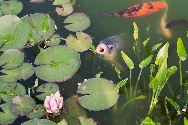 high angle view of koi carps swimming in lake by lilypads