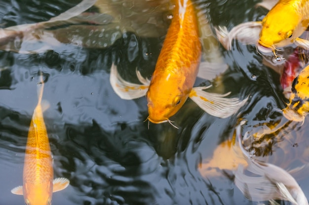 Foto vista ad alta angolazione delle carpe koi che nuotano nel lago