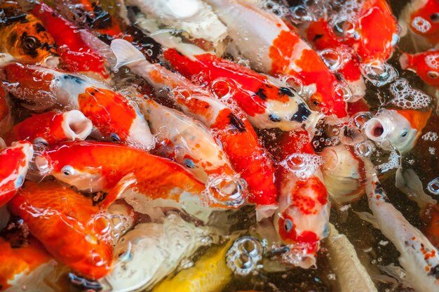 High angle view of koi carps swimming in lake