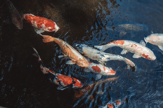 Photo high angle view of koi carps swimming in pond