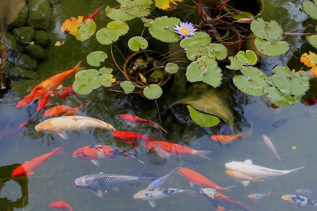high angle view of koi carps swimming in pond