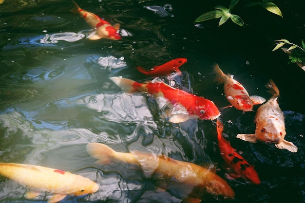 Photo high angle view of koi carps swimming in pond