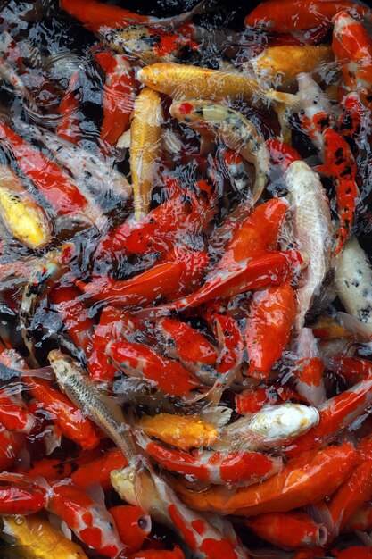 High angle view of koi carps swimming in pond