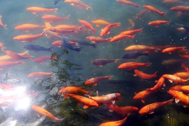 High angle view of koi carps swimming in pond