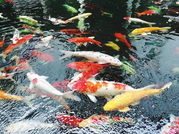 Photo high angle view of koi carps swimming in pond